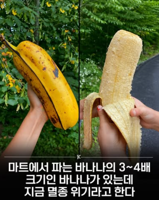  마트에서 파는 바나나의 3-4배 크기인 바나나, 지금은 멸종 위기종