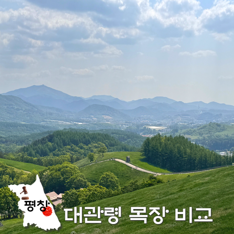5월 6월 평창 가볼만한곳, 한국의 알프스 대관령 양떼목장 vs 하늘목장 비교