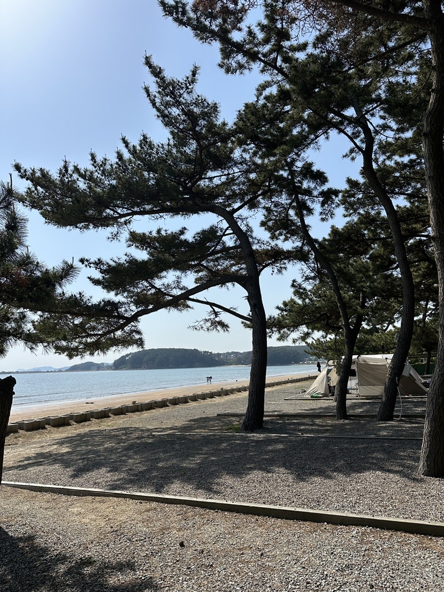 몽산포오토캠핑장 1구역 사진 5