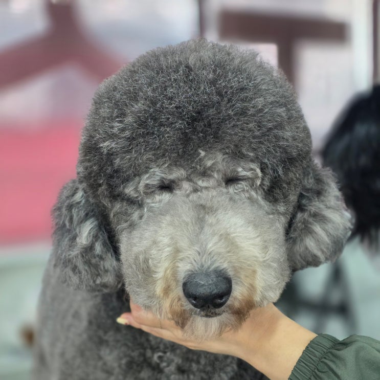  부평구애견미용학원 처음 배우면 드는 현실적인 비용 정리