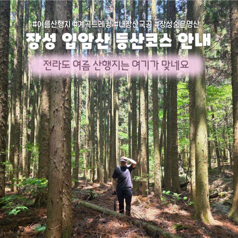 여름 산행지 추천 장성 입암산 등산코스 안내 남창계곡을 통한 삼나무 트레킹