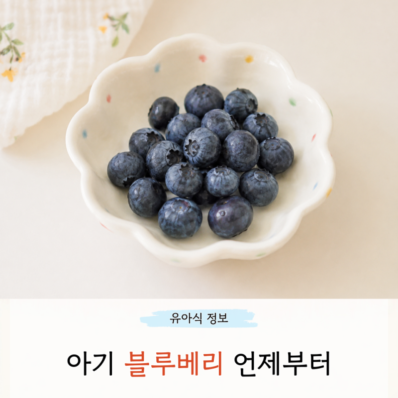 아기 블루베리 언제부터 시기 하루 몇알 주는게 좋을까