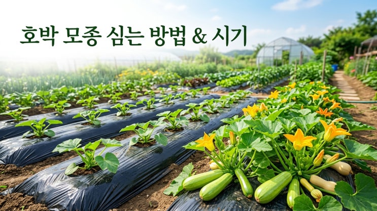  호박 모종 심는 시기 및 호박 모종 심는 법