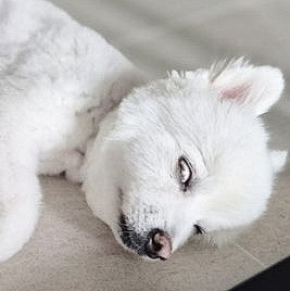 우리집 강아지 눈 희번덕 뒤집고 잘 때 숨겨진 무시무시한 비밀, 이게 흰자가 아니라고?
