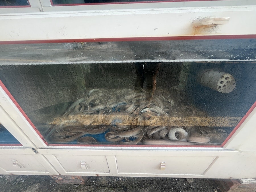 참맛꼼바다장어 사진 2