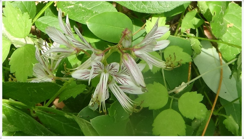 백선피(봉삼)