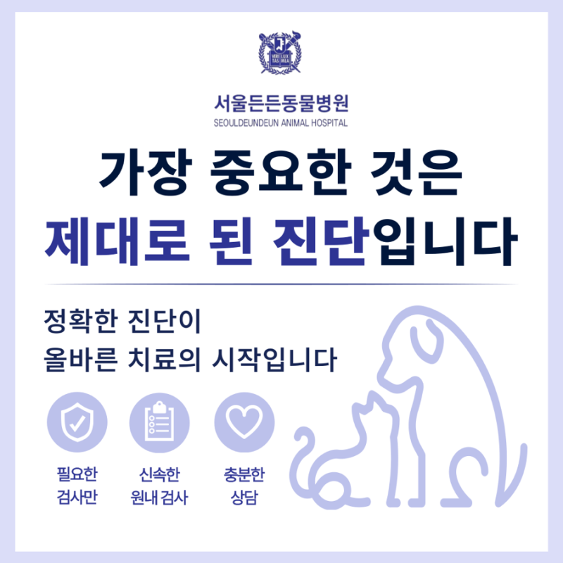 서울든든동물병원의 진료 철학 | 서울든든동물병원 인천