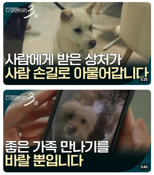 동물 보호 입양 센터 72시간 <b>다큐멘터리 3일</b> ‘반려할까요?’... 