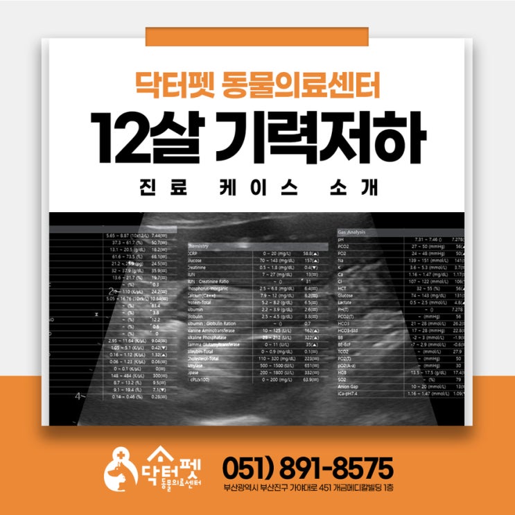  급성 장염에 간염까지 겹친 12살 믹스견 부산 강아지 응급 24시 동물병원