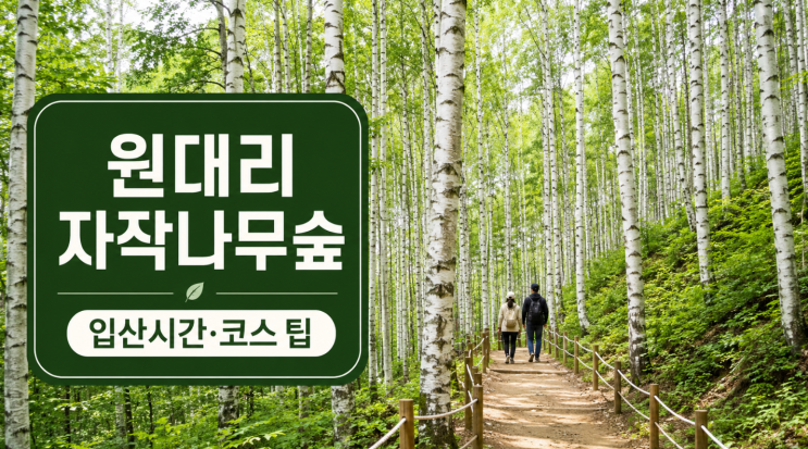  인제 원대리 자작나무숲 가기 전 꼭 볼 방문팁