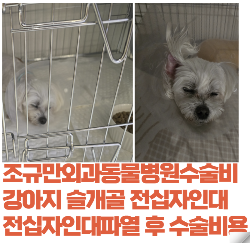 강아지 슬개골 전십자인대수술후기 슬개골수술후기 슬개골 전십자인대파열 전십자인대수술....