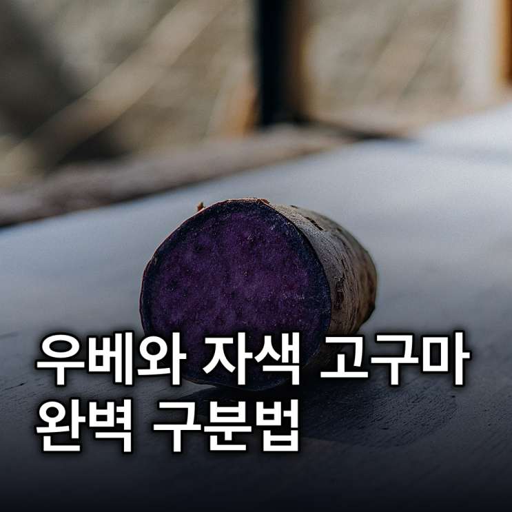  우베 뜻, 맛, 자색 고구마와 다른 점 총정리
