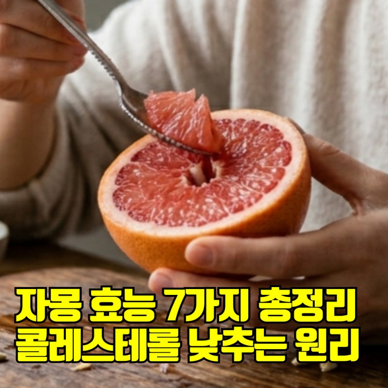 자몽 효능 7가지 총정리ㅣ자몽 콜레스테롤 낮추는 원리부터 약 복용 시 주의사항까지