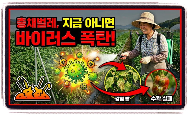 5~6월 총채벌레류 예방, 지금 놓치면 바이러스병까지 번집니다