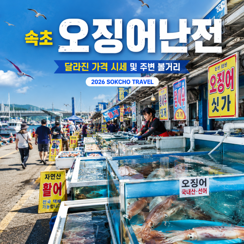 [속초 가볼만한곳] 속초 오징어난전 논란이후 달라진 가격 시세와 주변 볼거리