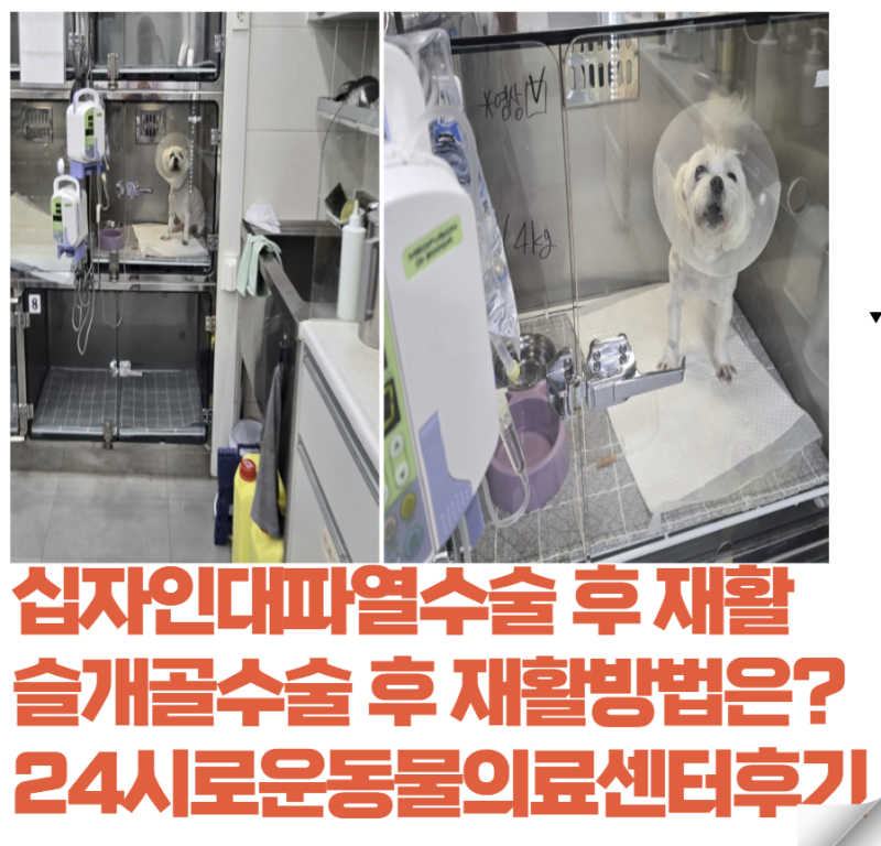 24시로운동물의료센터 말티즈슬개골 강아지슬개골 전십자인대파열수술후기 슬개골수술후기....