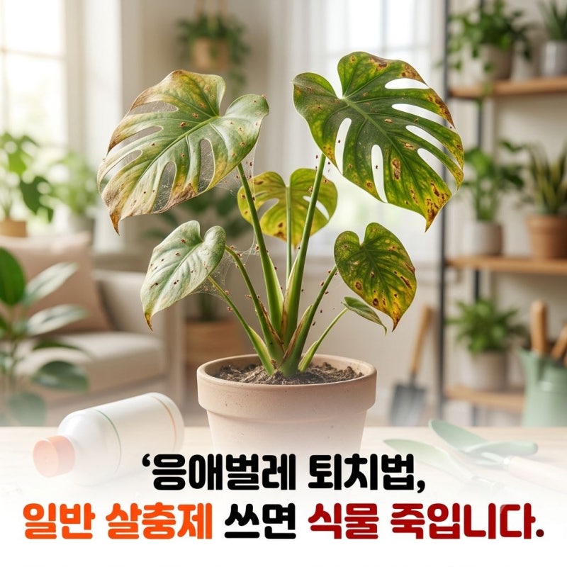 응애벌레 퇴치법, 일반 살충제 쓰면 오히려 식물 죽입니다.
