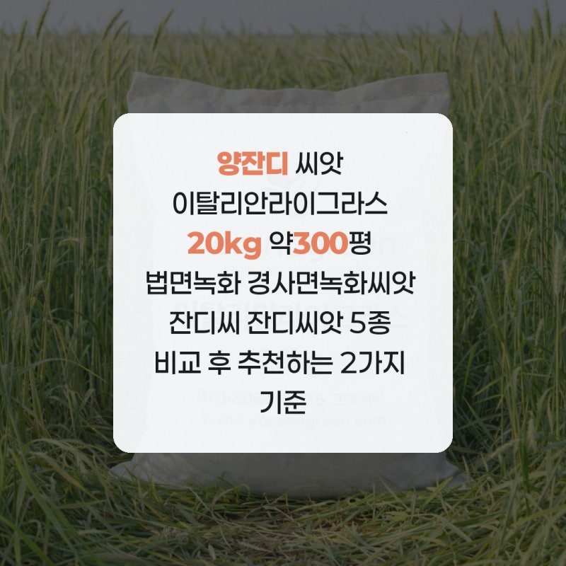 양잔디 씨앗 이탈리안라이그라스 20kg 약300평 법면녹화 경사면녹화씨앗 잔디씨 잔디씨앗 5종 ....
