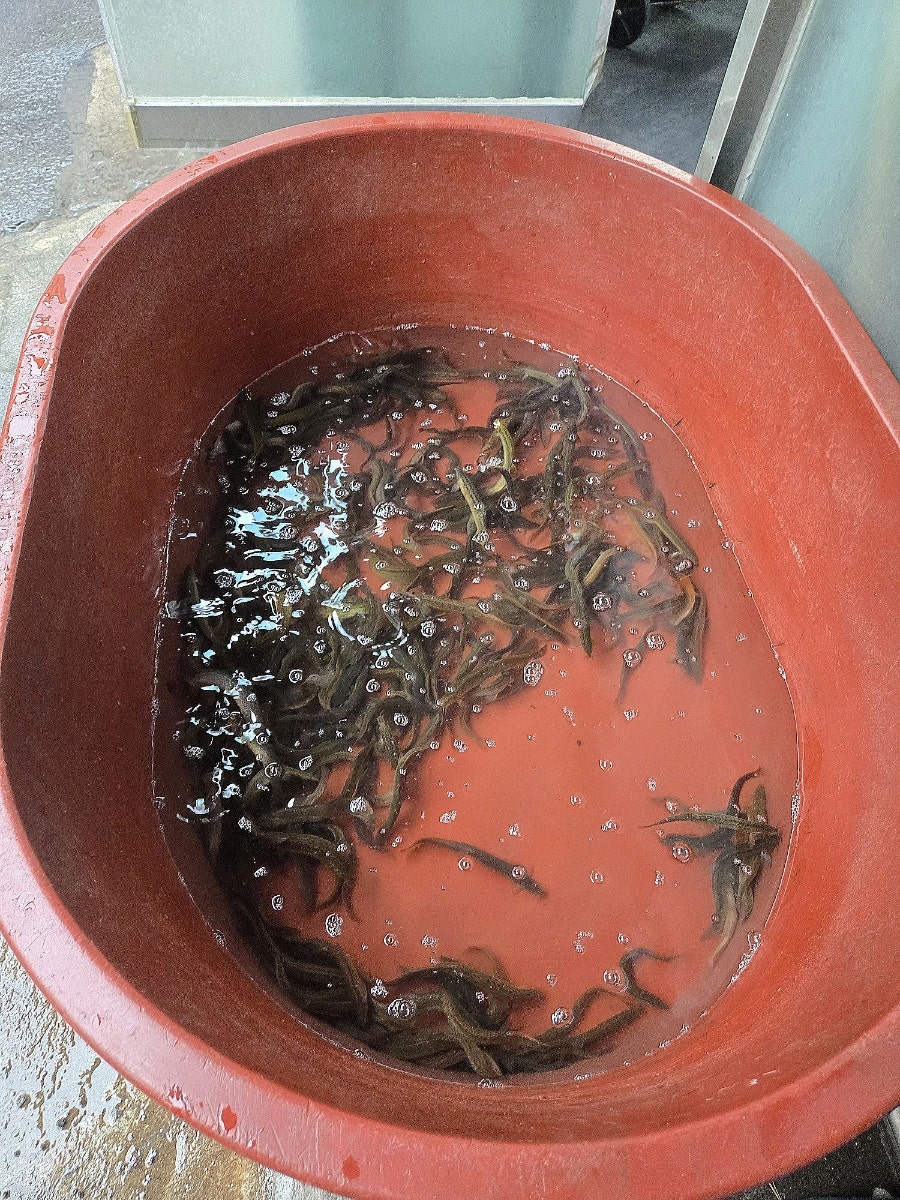 Hapcheonjayeonsanchueotang photo 1