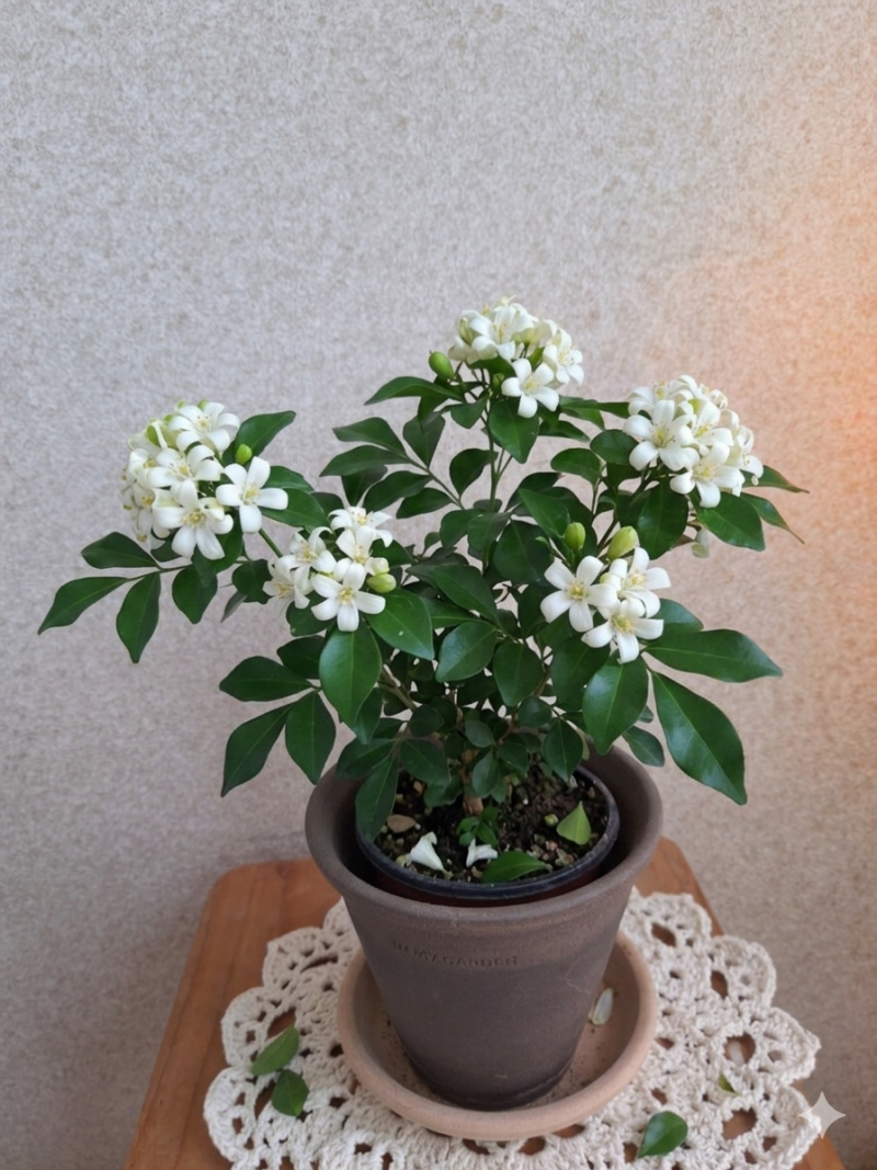 오렌지자스민 (꽃말,물주기,번식,월동,관리법)