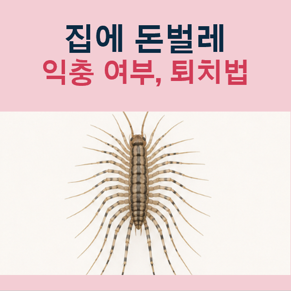 집에 돈벌레 익충 및 물림 여부, 죽이면 생기는 일, 알 위치, 퇴치법
