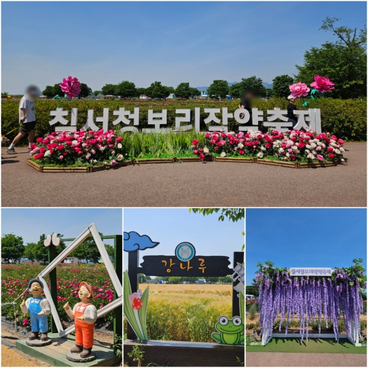  경남 함안 강나루생태공원 등나무 청보리밭 작약꽃밭 양귀비