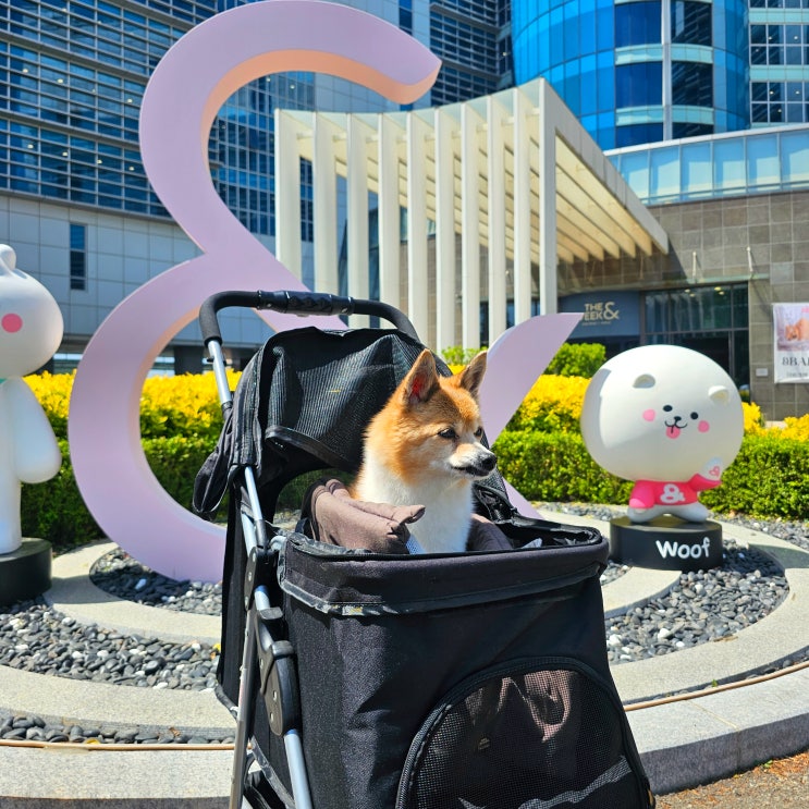  을왕리 호텔 더위크앤리조트 펫룸 인천 호캉스 영종도 애견동반 숙소