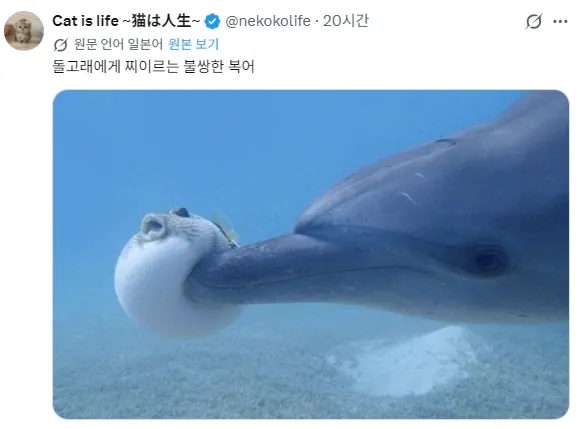  돌고래에게 찔리는 불쌍한 복어.jpg