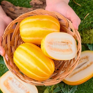  10kg 당일수확 성주 고당도 꿀참외 - 산지직송 당도선별 못난이 실속형