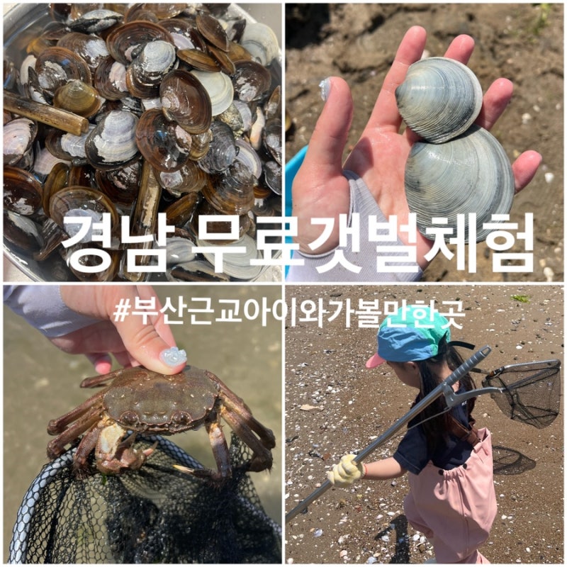[경남/거제] 부산 근교 무료 갯벌체험 추천! 아이와 조개잡기 후기