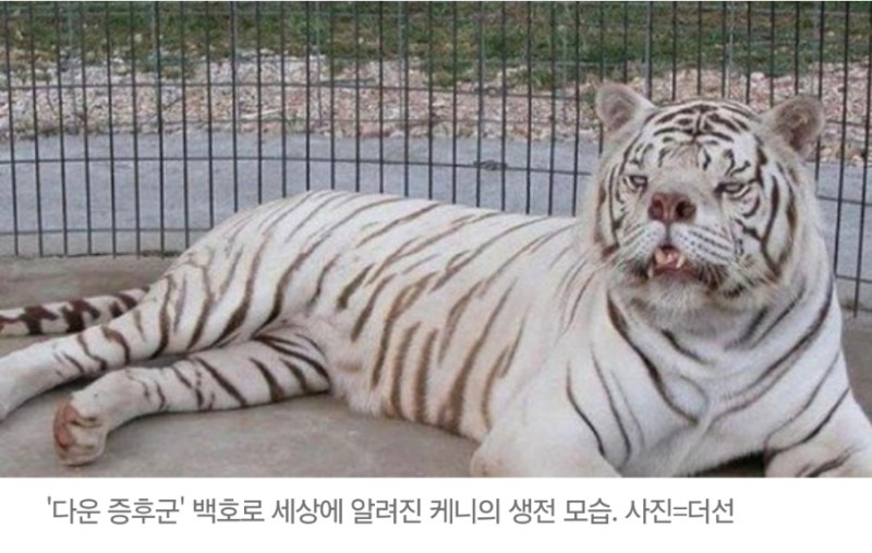 "다운증후군 걸린 백호" 동물원 신비주의 마케팅에 숨겨진 추악한 민낯