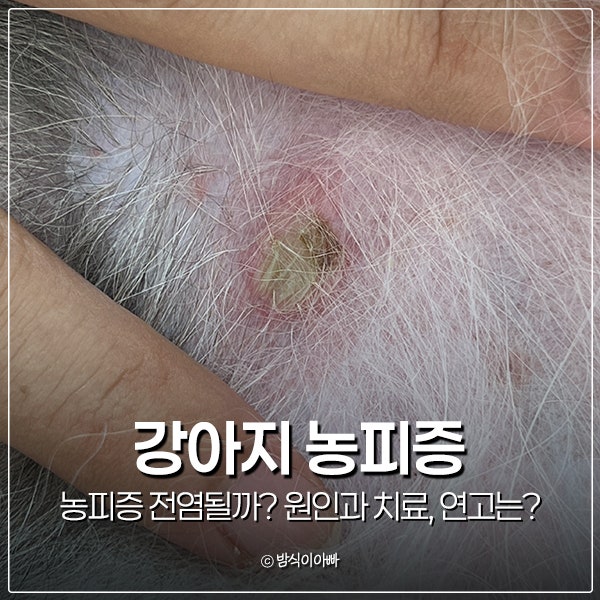 강아지 농피증 전염될까? 원인과 치료, 연고는?