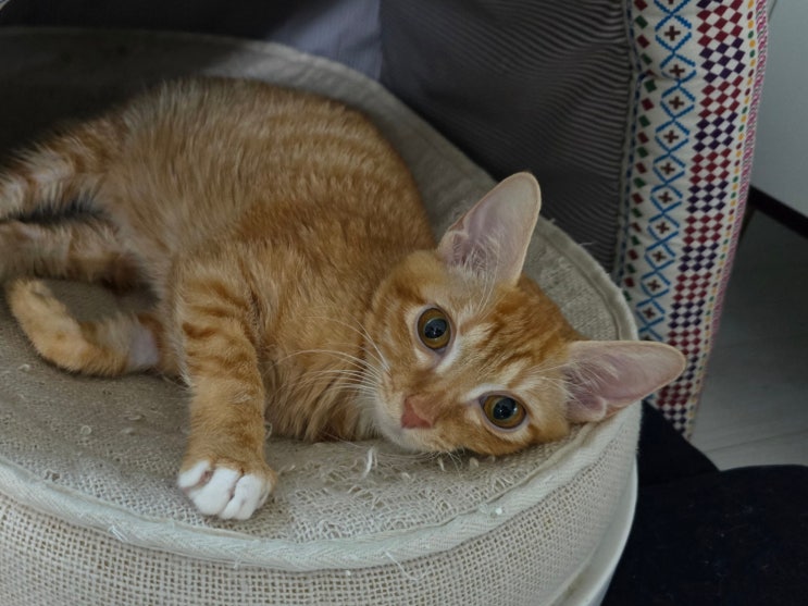  고양이 FIP 신약 시간 정확해야 할까