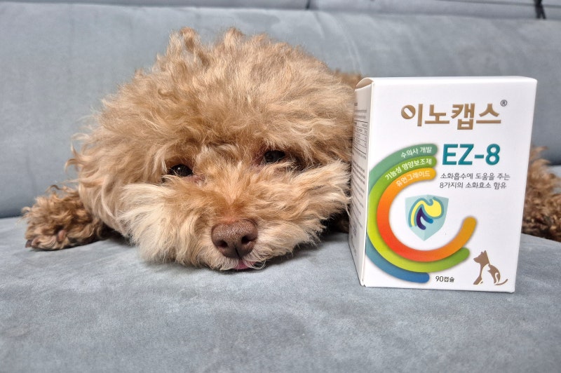 [이노캡스 EZ-8] 강아지췌장효소제 소화불량 강아지묽은변 고민에 추천