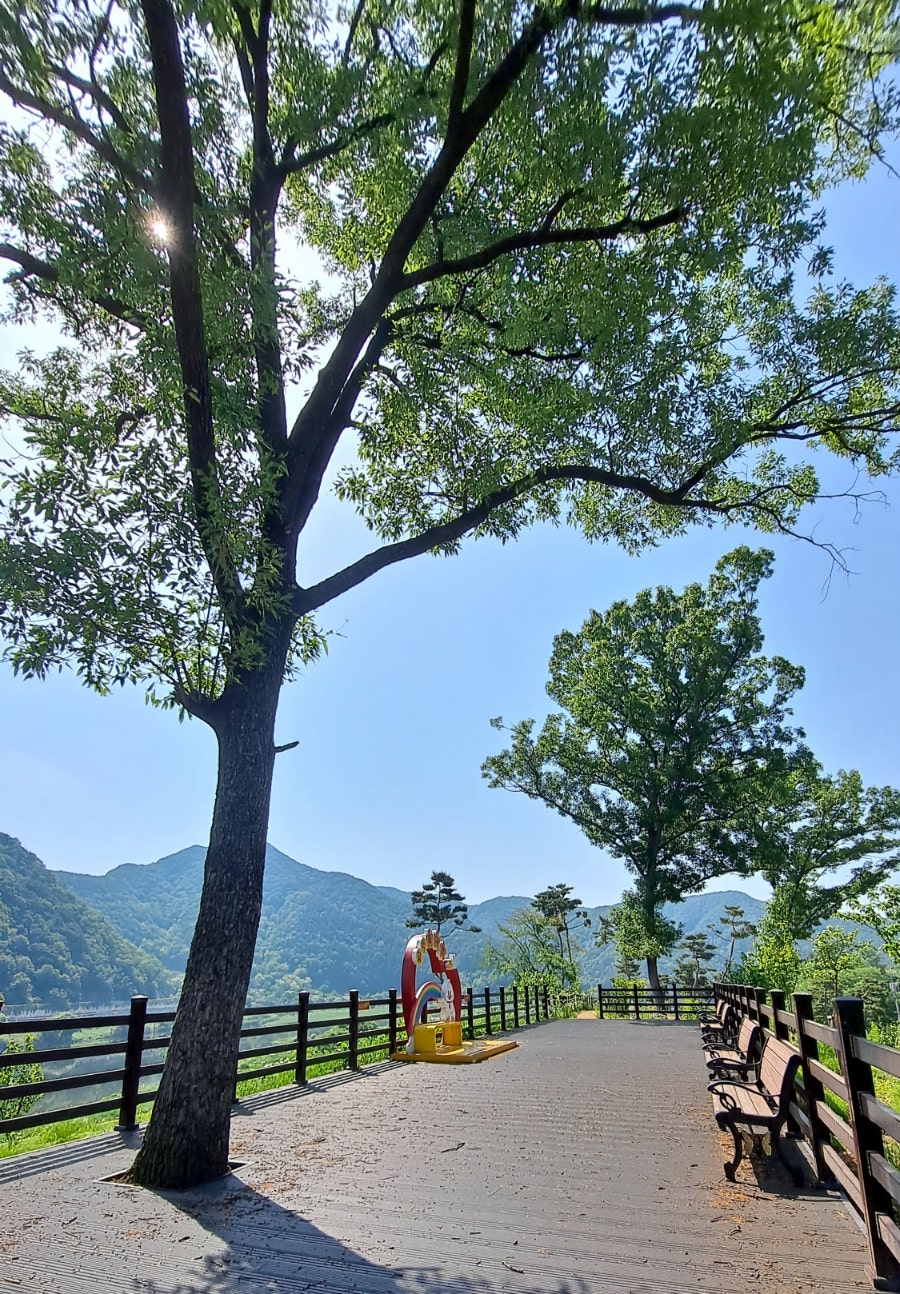 데이지 사진 4
