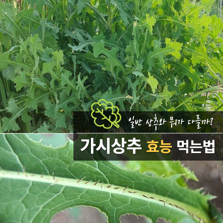  가시상추 효능 먹는법 일반 상추 차이?