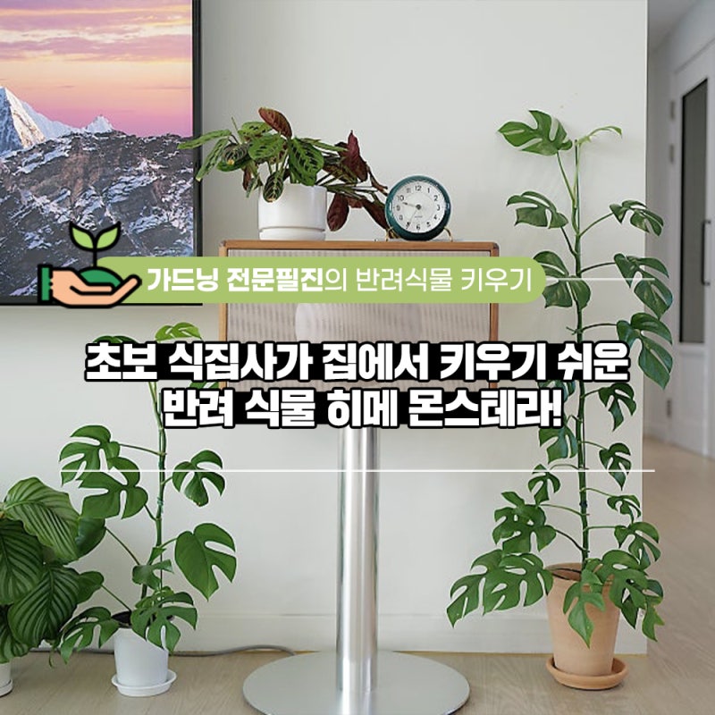 초보 식집사가 집에서 키우기 쉬운 반려 식물 히메 몬스테라!