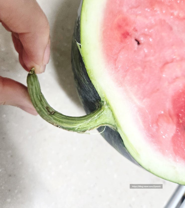 맛있는 수박 고르는법 방법 수박보관법까지 꿀팁 공유