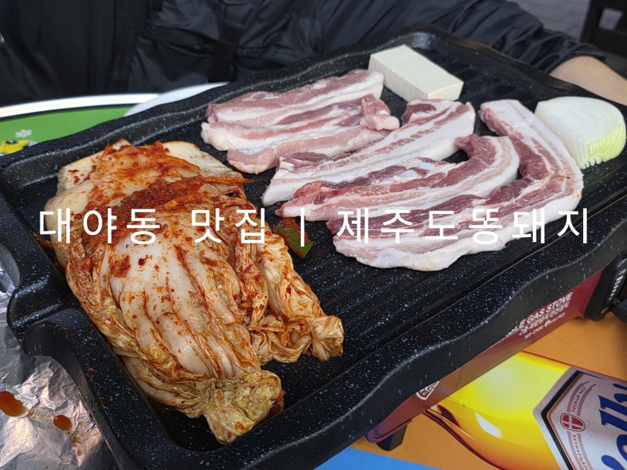 제주도똥돼지 사진 1