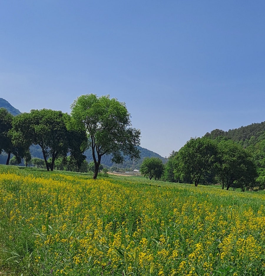 데이지 사진 1