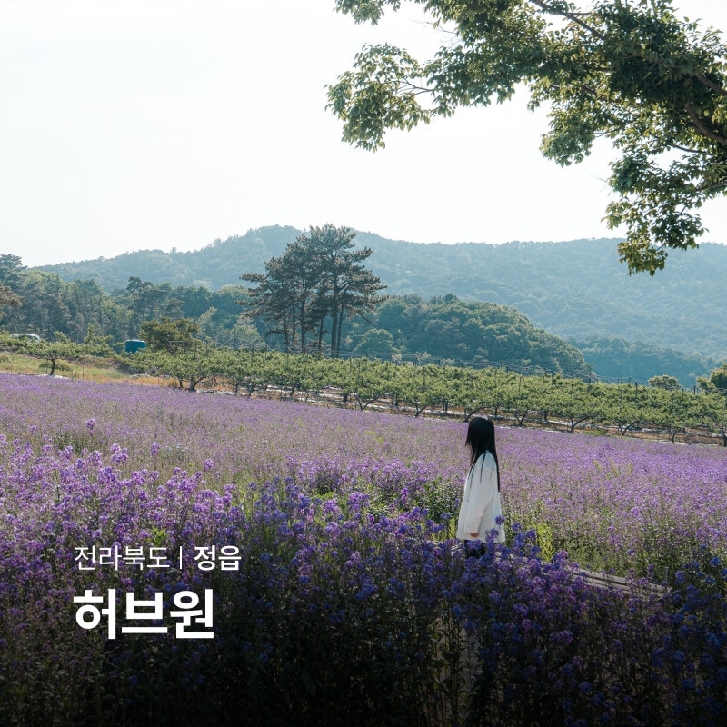 정읍 허브원 보라유채꽃 국내 봄 여행지 정읍라벤더축제 정보