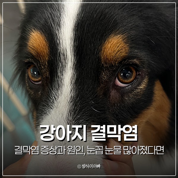 강아지 결막염 증상과 원인, 눈꼽 눈물 많아졌다면