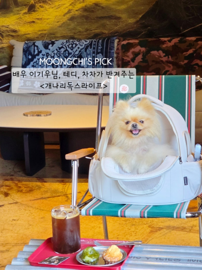 양평 애견동반카페추천 이기우 배우님이 운영하는 개나리독스라이프
