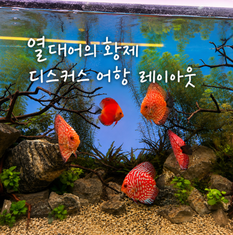 디스커스 어항 꾸미기, 어항 백스크린 수초 유목 레이아웃