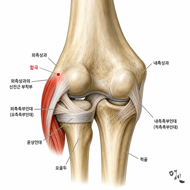  테니스엘보, 팔꿈치만 치료하면 소용없습니다.