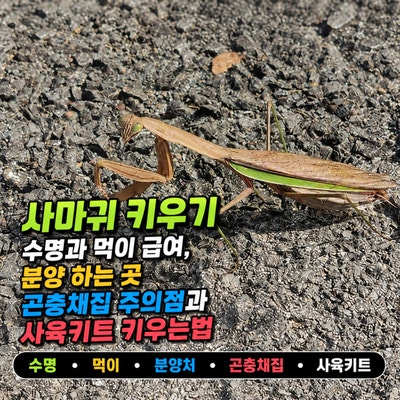 사마귀 키우기 수명과 먹이 급여 분양 하는 곳, 곤충채집 주의점과 사육키트 키우는법