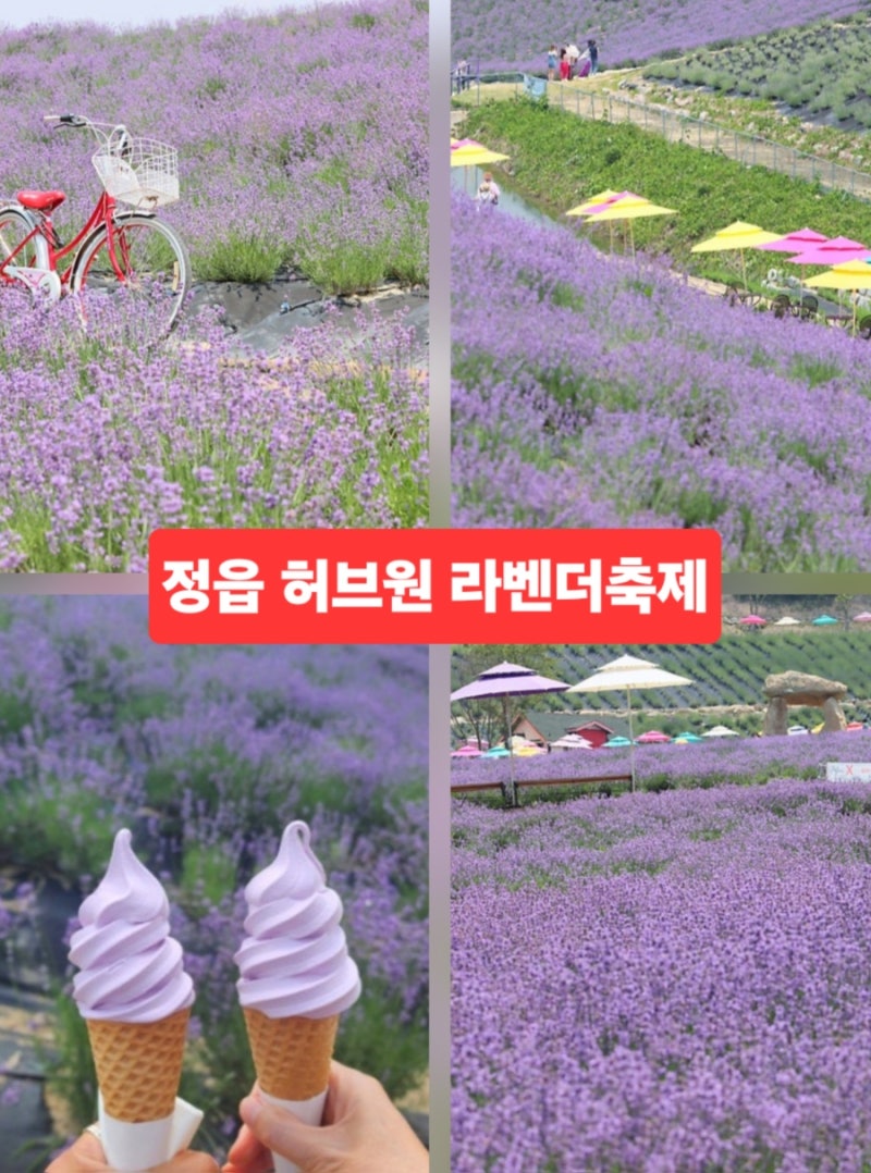 정읍 6월 가볼만한곳 정읍 허브원 라벤더 축제