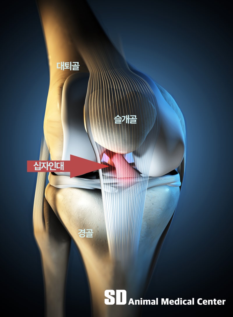 슬개골과 십자인대의 위치를 설명하는 이미지