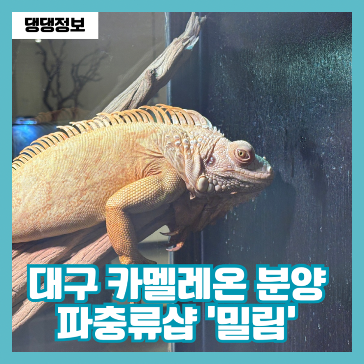  대구 이색데이트 카멜레온 분양 파충류샵 봉덕동 대형카페 밀림