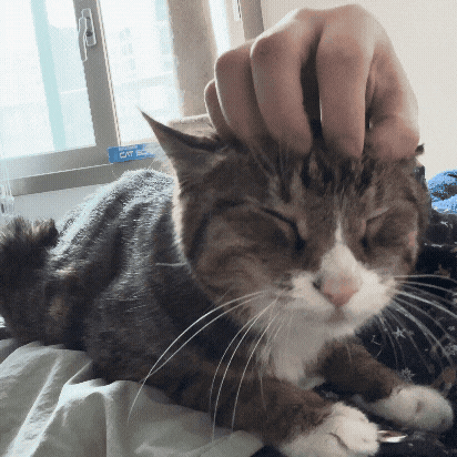 역노화 고양이 이부농_14살 16살 18살 고양이 식단_노묘건강관리